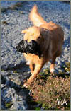 Knut
